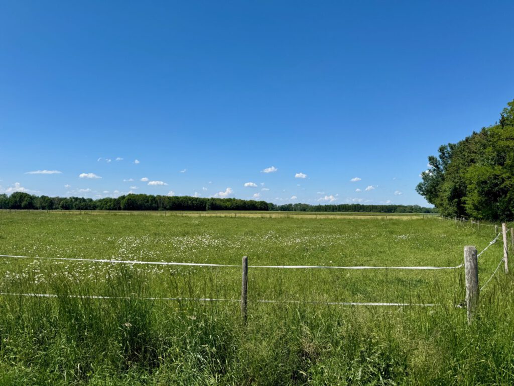 Wiese, Weide, Grünland